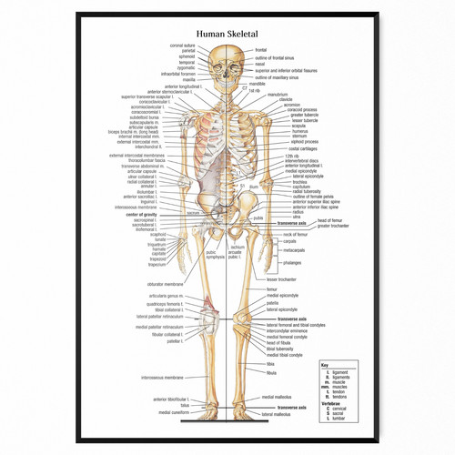 Skeleton poster skeletal human - skeletal,